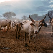 Mundari Cattle Camp, South Sudan