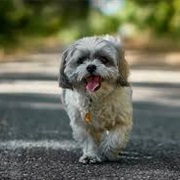 Shih Tzu