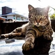 Brazilian Shorthair Cat