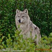 Labrador Wolf