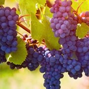 Renoit Grapes