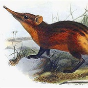 Golden-Rumped Sengi