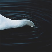 Sure. - Destruction of Form