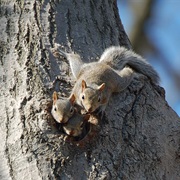 Squirrels