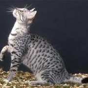 Egyptian Mau Cat