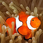 Pet Clown Fish With Anemone