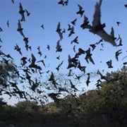 Attend Dawn of Bats in Carlsbad