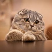 Scottish Fold Cat