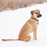 Yellow Black Mouth Cur