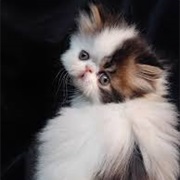 Persian Cat