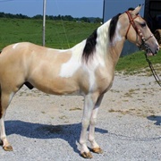 Buckskin/Dun Tobiano
