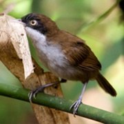 Kanneliya Dediyagala Nakiyadeniya Biosphere Reserve, Sri Lanka