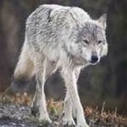 Manitoba Wolf