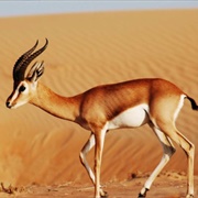 Al Reem Biosphere Reserve, Qatar