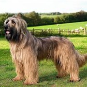 Briard Dog