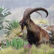 Walia Ibex