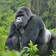 Silverback Gorillas