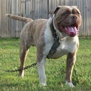 Alapaha Blue Blood Bulldog