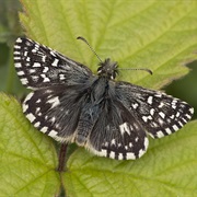 Grizzled Skipper