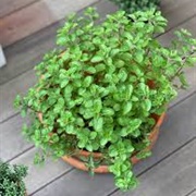 Oregano Plant