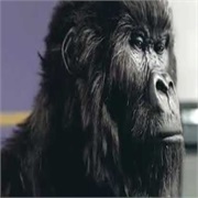 "Gorilla" - Cadbury Dairy Milk (2007)