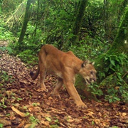 Sierra De Manantlán Biosphere Reserve (Jalisco/Colima, Mexico)