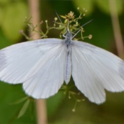 Wood White