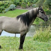 Grulla