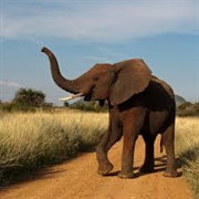 African Bush Elephant