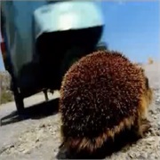 Centraal Beheer: "Hedgehog"