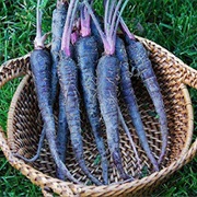 Blue Carrots