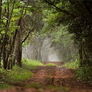 Bosque Mbaracayú Biosphere Reserve, Paraguay