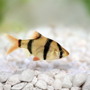 Fish (Small)