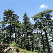 Atlas Cedar Biosphere Reserve, Morocco