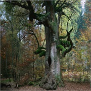 Rheinhardswald, Hessen