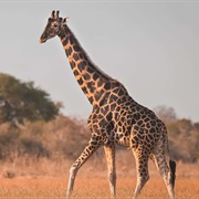 Kordofan Giraffe