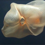 Deepstaria Enigmatica