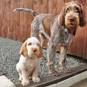 Spinone Italiano