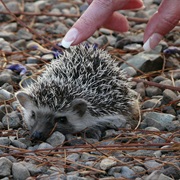 Baby Hedgehog