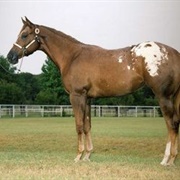 Chestnut Blanket Appaloosa