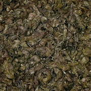 Piss Vortex - Future Cancer