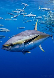 The Pilot Fish's Tale (2015)