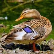 Female Duck
