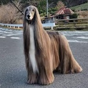 Afghan Hound