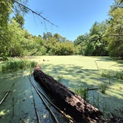 Pereyra Iraola Biosphere Reserve, Argentina