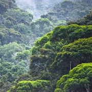 Mata Atlântica Biosphere Reserve, Brazil