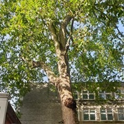 Cheapside Plane Tree