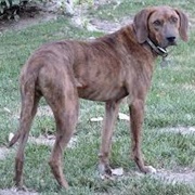 Plott Hound
