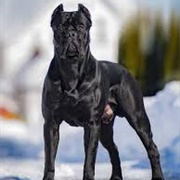 Cane Corso