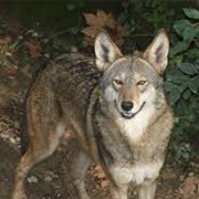 Mississippi Valley Wolf